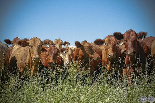 VAQUEROS (7° PREMIO NEW HOLLAND) - FOTOGRAFÍA DE JOSÉ EDUARDO AYALA